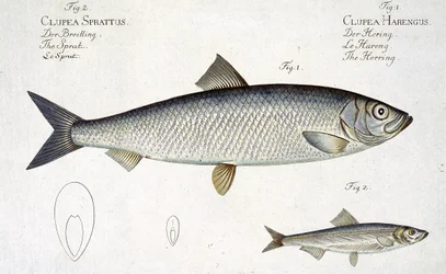 Sill (Clupea Harengus) (Fig. 1) och skarpsill (Clupea Sprattus) plåt XXIX från 