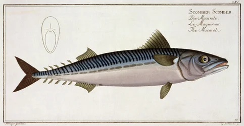 Makrill (Scomber Scomber) tallrik LIV från 
