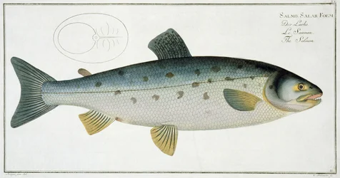 Lax (Salmo Salar) tallrik XX från 