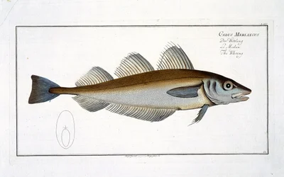 Vitling (Gadus Merlangus) tallrik LXV från 