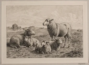 Får och lamm på fältet