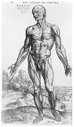 Anatomical Study, illustration från 