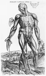 Anatomisk studie, illustration ur "De Humani Corporis Fabrica" av Andreas Vesalius (1514-64), Basel, 1543