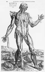 Anatomical Study, illustration från 