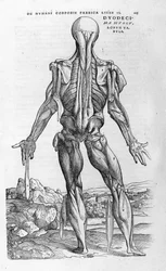 Andrea Vesalio (1514 - 1564), läkare för Karl V