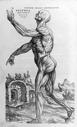 Andrea Vesalio (1514 - 1564), läkare för Karl V