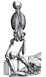 Plattorna från den andra boken i De Humani Corporis Fabrica