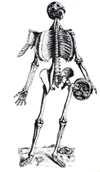Tallrikarna från den sjunde boken av De Humani Corporis Fabrica