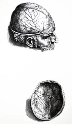 Tallrikarna från den sjunde boken av De Humani Corporis Fabrica