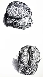 Tallrikarna från den sjunde boken av De Humani Corporis Fabrica