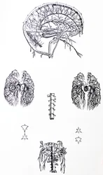 Plattorna från den tredje boken i De Humani Corporis Fabrica