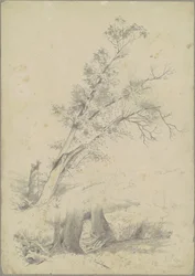 Träd, Hudson