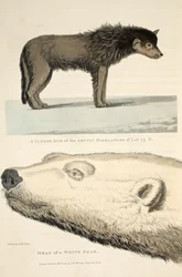 A Sledge Dog of the Arctic Highlander and the Head of a White Bear, illustration från 