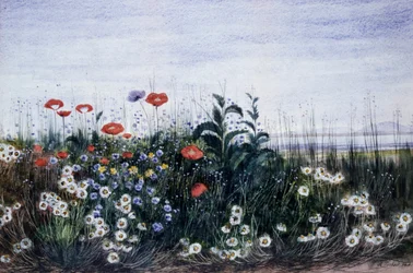 Fältblommor. Målning av Andrew Nicholl (1804-1886) Privat samling.