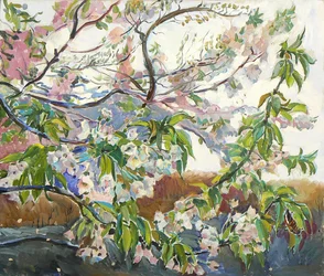 Blommande körsbärsgrenar
