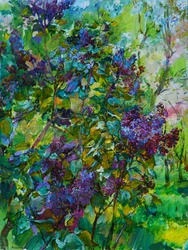 Blommande lila syrener