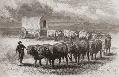 Att köra oxar över Amerikas stora slätter 1867, illustration från 