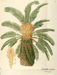 Sagopalm (Cycas revoluta Thunb), Cycadaceae av Angela Rossi Bottione, akvarell
