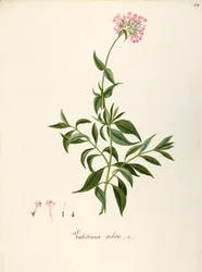 Valerianaceae, Röd Valeriana (Centranthus ruber), örtaktig flerårig växt för rabatter eller steniga trädgårdar, spontan i Italien, av Angela Rossi Bottione och medarbetare, akvarell