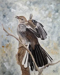 Mockingbird som breder ut sina vingar