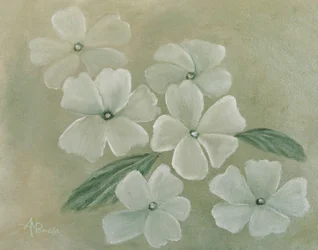 Vit primula