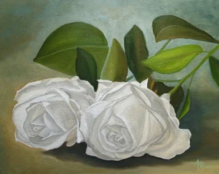 Vita rosor