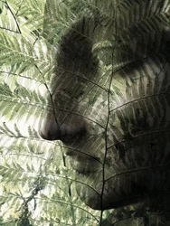 Botanisk ansiktsprofil