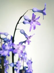 Fina lila blommor