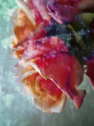 Drömlika rosa rosor