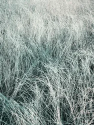 Vajande silvergräs