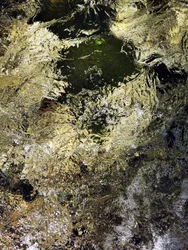 Gyllene vattenglans
