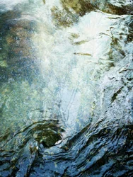 Flytande skog (1)