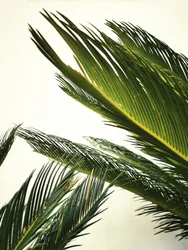 Frodiga tropiska blad