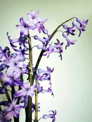 Lila hyacinter blommar