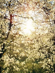 Strålande vårblommor