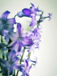 Mjuka lila blommor