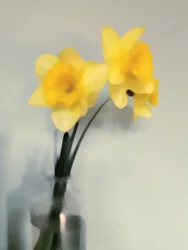 Mjuka gula påskliljor