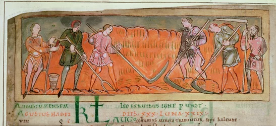 Cott Tib B V f.6v Harvesting, from a Calendar, c.1030 (vellum) (detalj av 41681)