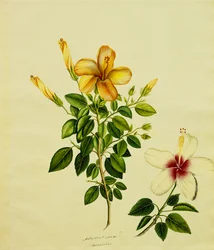 Studier av Hibisci, en aloe och andra, c.1840