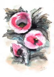 Ljusa rosa vallmo