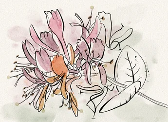 Mjuka kaprifolblommor