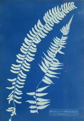 Asplenium Braziliense, Sydamerika, ca 1850