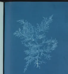 Chylocladia kaliformis