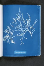 Cystoseira foeniculacea, från "Photographs of British Algae: Cyanotype Impressions", publicerad 1843-53