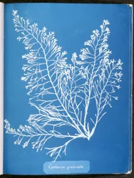 Cystoseira granulata, från "Photographs of British Algae: Cyanotype Impressions", publicerad 1843-53