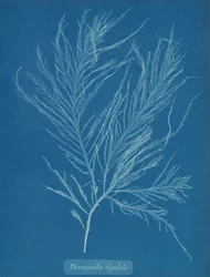 Flytande desmarestia, ca. 1853.