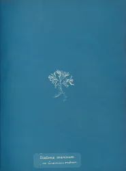 Marina kiselalger på Ceramium rubrum, ca. 1853