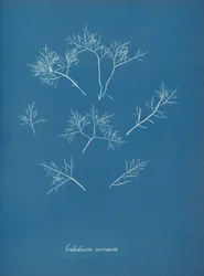 Korneal frost, ca. 1853