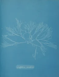 Korall Griffithsia, ca. 1853.