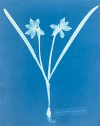 Leucojam Varium av Anna Atkins